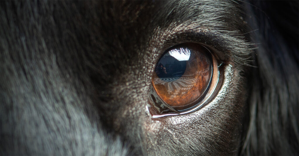Close-up of dog's eye. Image © Layn / Adobe Stock